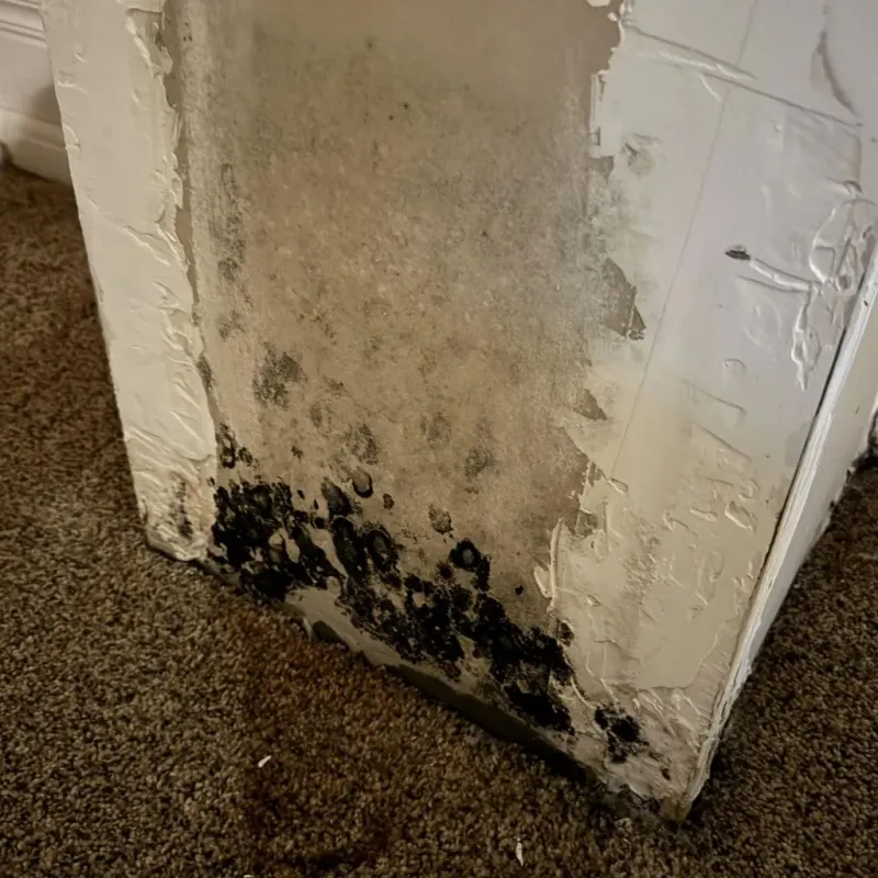 Professional Mold Removal in Webster County, GA